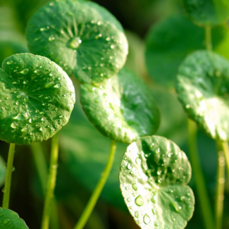 gotu kola